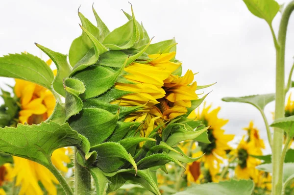 Blommande Solros Naturlig Miljö Närbild — Stockfoto