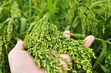 Millet vahşi doğada