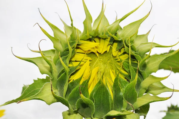 Tournesol Fleurs Milieu Naturel Gros Plan Photo De Stock