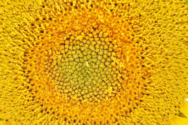 Ayçiçeklerinin parlak sarı çiçekleri doğal ortamlarında, ayçiçeği tarlaları, yakın planda.