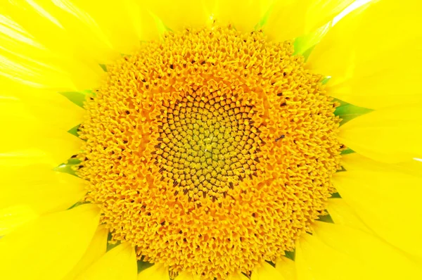 Fleurs Jaunes Lumineuses Tournesols Dans Leur Environnement Naturel Champ Tournesols — Photo