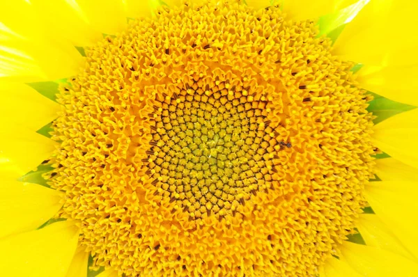 自然環境の中で ひまわりの明るい黄色の花 ひまわりのフィールド クローズアップ — ストック写真
