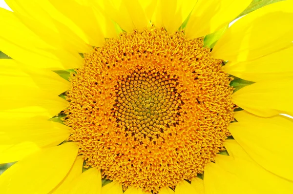 Fleurs Jaunes Lumineuses Tournesols Dans Leur Environnement Naturel Champ Tournesols — Photo