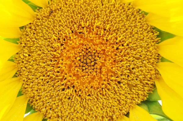 Leuchtend Gelbe Sonnenblumenblüten Ihrer Natürlichen Umgebung Sonnenblumenfeld Nahaufnahme — Stockfoto