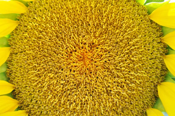 Leuchtend Gelbe Sonnenblumenblüten Ihrer Natürlichen Umgebung Sonnenblumenfeld Nahaufnahme — Stockfoto