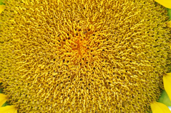 Jasné Žluté Květy Slunečnic Jejich Přirozeném Prostředí Pole Slunečnic Detailní — Stock fotografie
