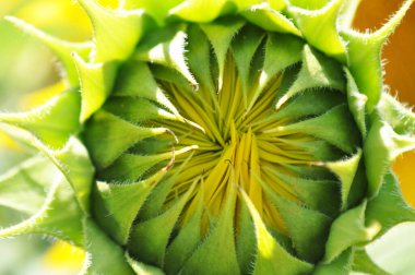 Ayçiçeklerinin parlak sarı çiçekleri doğal ortamlarında, ayçiçeği tarlaları, yakın planda.