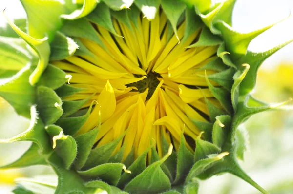 Flores Brilhantes Amarelas Girassóis Seu Ambiente Natural Campo Girassóis Close — Fotografia de Stock