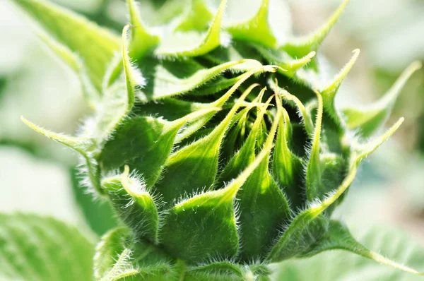 Ayçiçeklerinin parlak sarı çiçekleri doğal ortamlarında, ayçiçeği tarlaları, yakın planda.