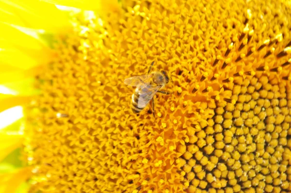 Яскраві Жовті Квіти Соняшників Природному Середовищі Поле Соняшників Крупним Планом — стокове фото