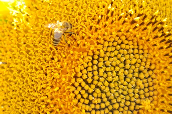 Heldere Gele Bloemen Van Zonnebloemen Hun Natuurlijke Omgeving Veld Van — Stockfoto