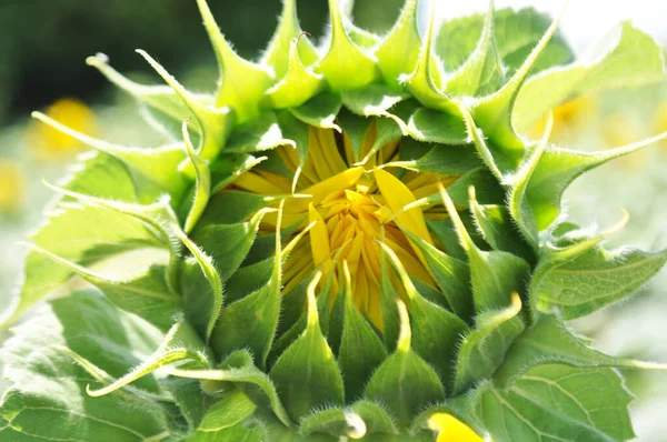 Flores Brilhantes Amarelas Girassóis Seu Ambiente Natural Campo Girassóis Close — Fotografia de Stock