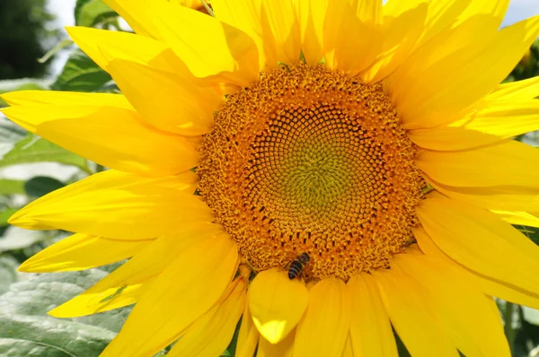 自然環境の中で ひまわりの明るい黄色の花 ひまわりのフィールド クローズアップ — ストック写真