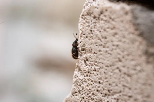 Insect, beetle crawling on a stone wall, insects in the summer