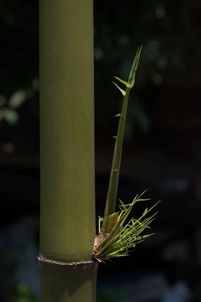 グリーン竹自然 Backgrounds Bamboo 木の庭で — ストック写真