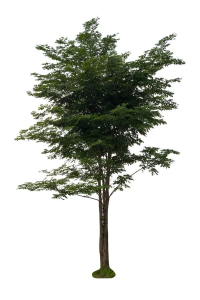 Albero Verde Isolato Sfondo Bianco — Foto Stock