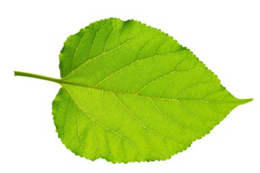 Beyaz zemin üzerine yeşil yaprakları yakın çekim.