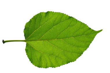 Beyaz zemin üzerine yeşil yaprakları yakın çekim.