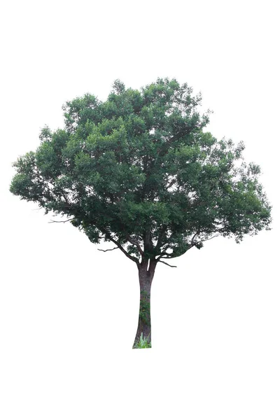 Albero Verde Isolato Sfondo Bianco — Foto Stock