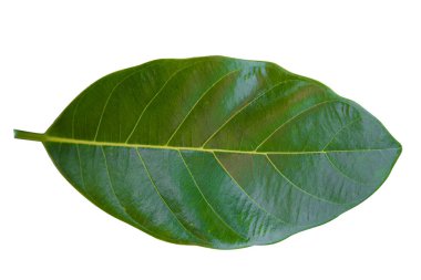 Beyaz zemin üzerine yeşil yaprakları yakın çekim.