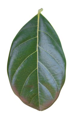 Beyaz zemin üzerine yeşil yaprakları yakın çekim.