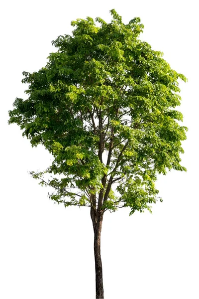 Зелене Дерево Ізольовано Білому Тлі — стокове фото