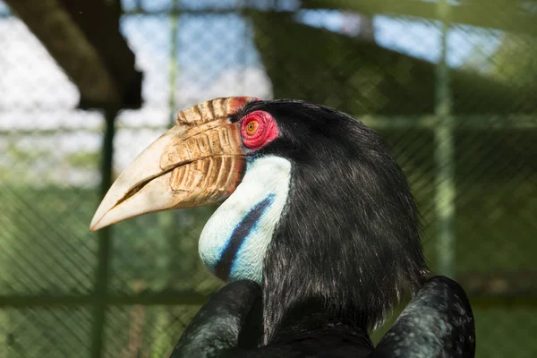 Portret Dzioborożec Anthracoceros Albirostris Zagrożonych Ptaków Endemiczna Borneo — Zdjęcie stockowe