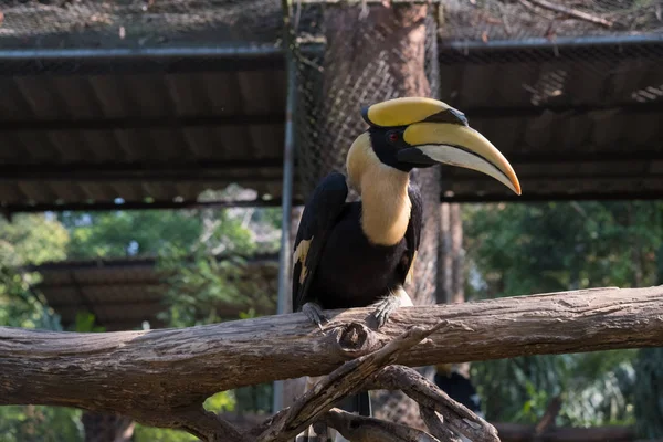 Портрет Орієнтальні Pied Рогатий Ворон Anthracoceros Albirostris Під Загрозою Зникнення — стокове фото