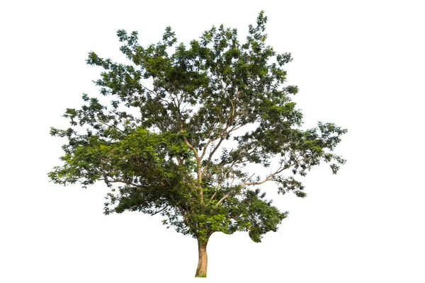 Albero Isolato Uno Sfondo Bianco Può Essere Utilizzato Albero Assemblaggio — Foto Stock