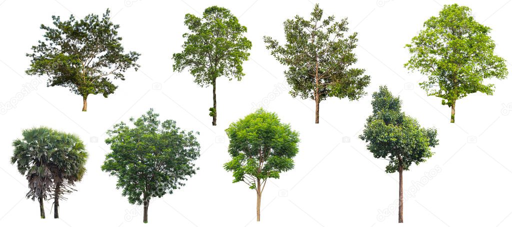 Tree isolated on a white background, Can be used a tree for part assembly to your designs or images