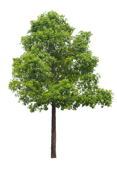 ツリーは 白い背景で隔離することができますデザインや画像に一部アセンブリの木を使用 — ストック写真
