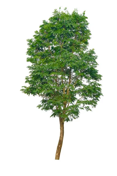 Дерево Ізольоване Білому Тлі Можна Використовувати Дерево Складання Частин Ваших — стокове фото
