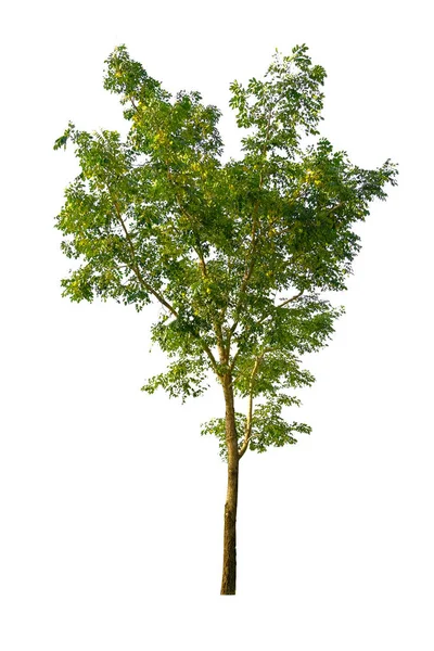 Albero Isolato Uno Sfondo Bianco Può Essere Utilizzato Albero Assemblaggio — Foto Stock