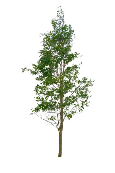 Árvore Isolada Fundo Branco Pode Ser Usada Uma Árvore Para — Fotografia de Stock