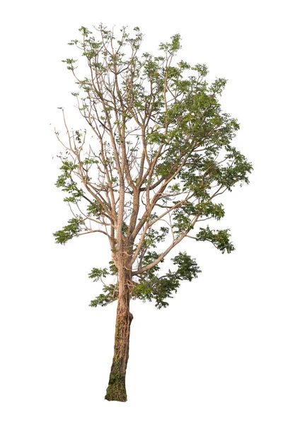 Árvore Isolada Fundo Branco Pode Ser Usada Uma Árvore Para — Fotografia de Stock