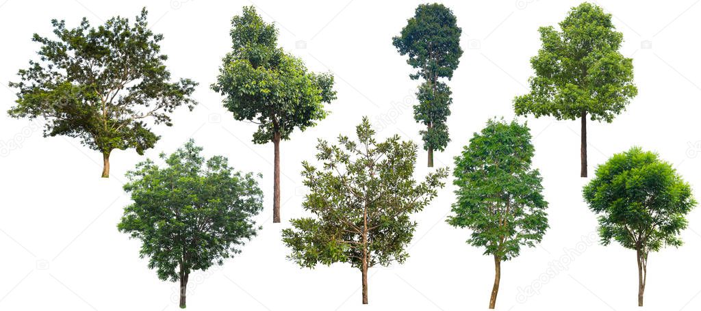 Tree isolated on a white background, Can be used a tree for part assembly to your designs or images