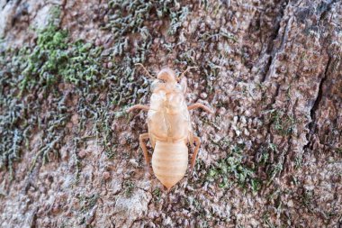 Böcek ağustosböceği slough ve bırakın lekeleri ağaç üzerinde.