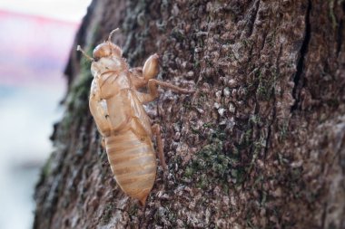 Böcek ağustosböceği slough ve bırakın lekeleri ağaç üzerinde.