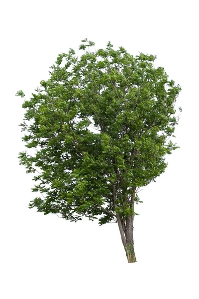 Albero Isolato Uno Sfondo Bianco Può Essere Utilizzato Albero Assemblaggio — Foto Stock