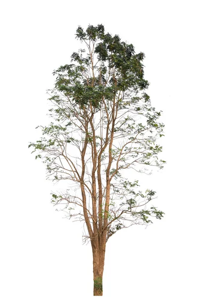 Baum Isoliert Auf Weißem Hintergrund Kann Als Baum Für Die — Stockfoto