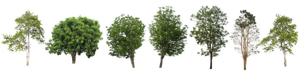 树被隔离在白色背景上 可用于部件组件的树 用于设计或图像 — 图库照片