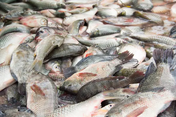 Satılık taze balık kapatın. taze balık stok rafa koymak üzerinde.