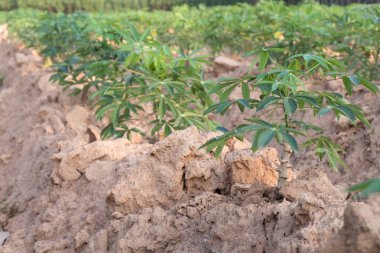 Tayland tropikal bölgelerde yetiştirilen manyok bitkiler.