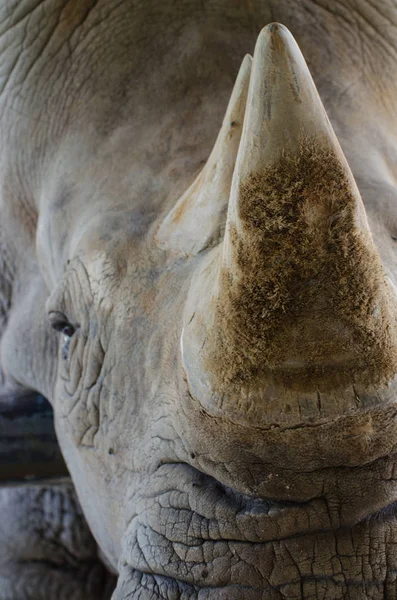 Noshörning Liggande Gräsbevuxna Fält Thailändska Park — Stockfoto