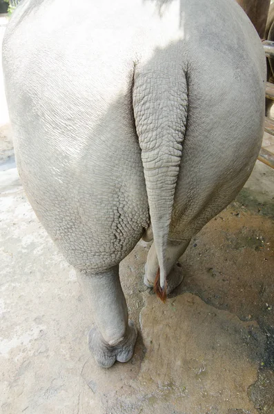 Noshörning Liggande Gräsbevuxna Fält Thailändska Park — Stockfoto