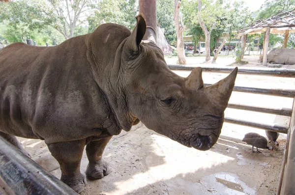 Noshörning Liggande Gräsbevuxna Fält Thailändska Park — Stockfoto