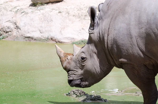 Noshörning Liggande Gräsbevuxna Fält Thailändska Park — Stockfoto