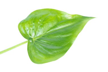 Üstten görünüm yaprakları vurdu. Beyaz arka plan üzerinde yaprakları ile izole etmek. Beyaz yapraklar.