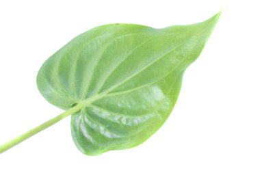 Üstten görünüm yaprakları vurdu. Beyaz arka plan üzerinde yaprakları ile izole etmek. Beyaz yapraklar.