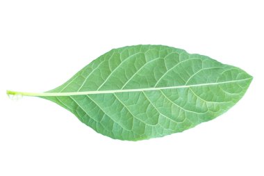 Üstten görünüm yaprakları vurdu. Beyaz arka plan üzerinde yaprakları ile izole etmek. Beyaz yapraklar.